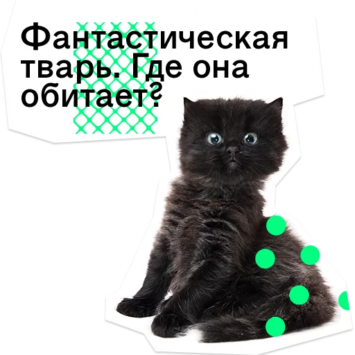 text small to medium-sized cats domestic cat