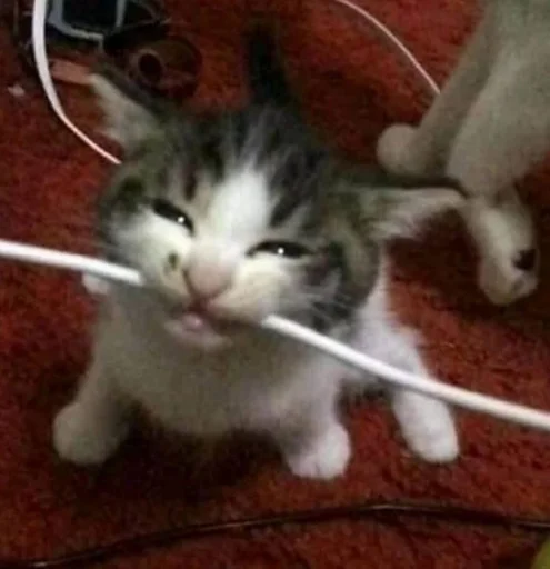 Sticker bringmetheoceancats - 1