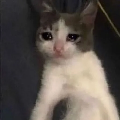 Sticker bringmetheoceancats - 1