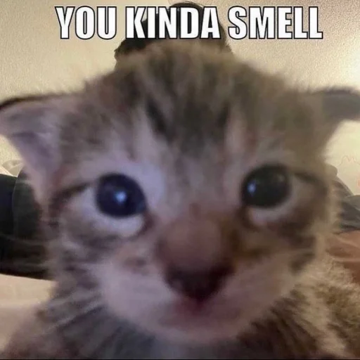 Sticker bringmetheoceancats - 1