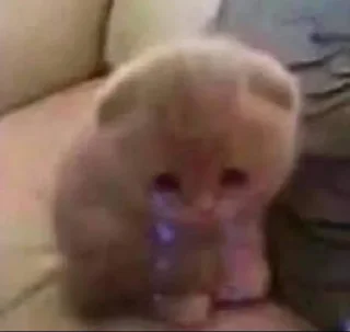 Sticker salem loves cat - 1