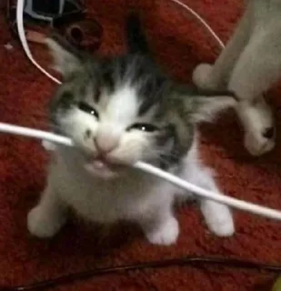 Sticker salem loves cat - 10