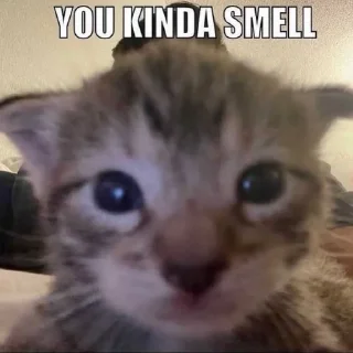 Sticker salem loves cat - 0