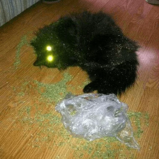 этаж комнатный животное