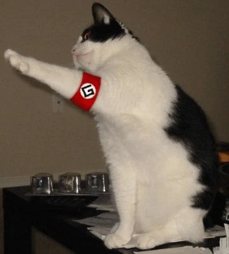 small to medium-sized cats indoor felidae