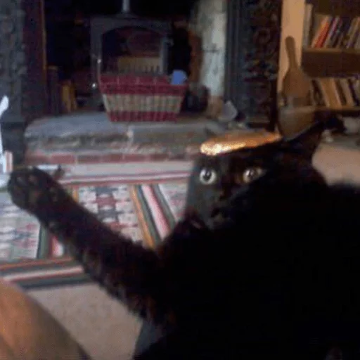 комнатный кошка животное