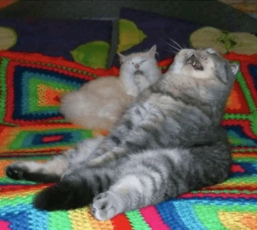 кошки малого и среднего размера кошачьи комнатный