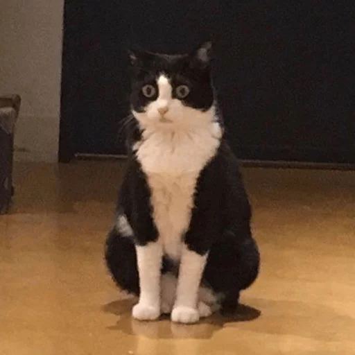 животное млекопитающее кошки малого и среднего размера