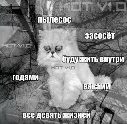 животное СМС кошка