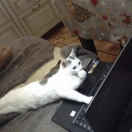 animal indoor small to medium-sized cats