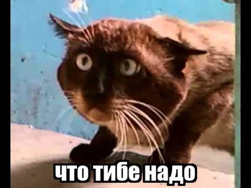 животное млекопитающее кошка