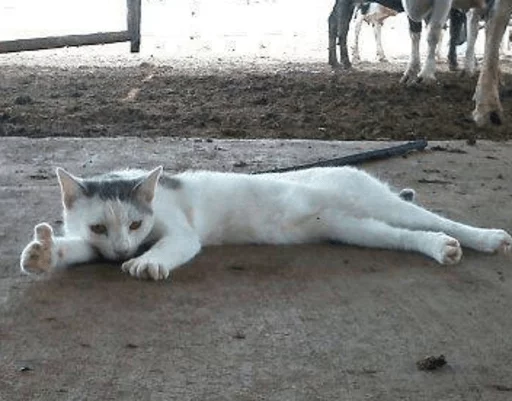 земля животное млекопитающее