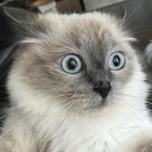 животное кошка млекопитающее