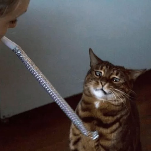 комнатный кошки малого и среднего размера кошка