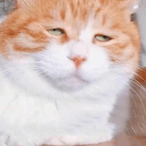 млекопитающее животное кошка