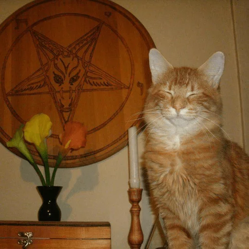 комнатный животное кошки малого и среднего размера