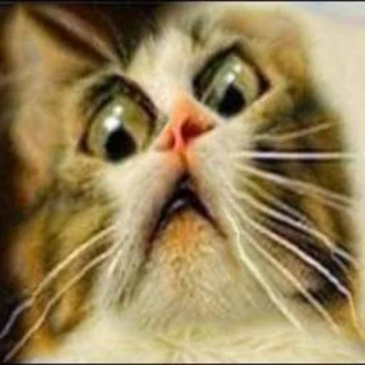 @peepiski кривые животные - 