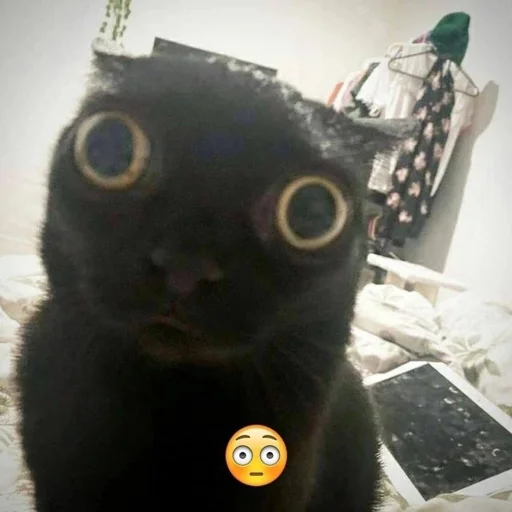 Стикер brokenpets - 1