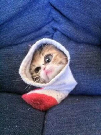 Sticker brokenpets - 1