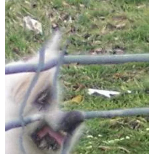 Sticker brokenpets - 1