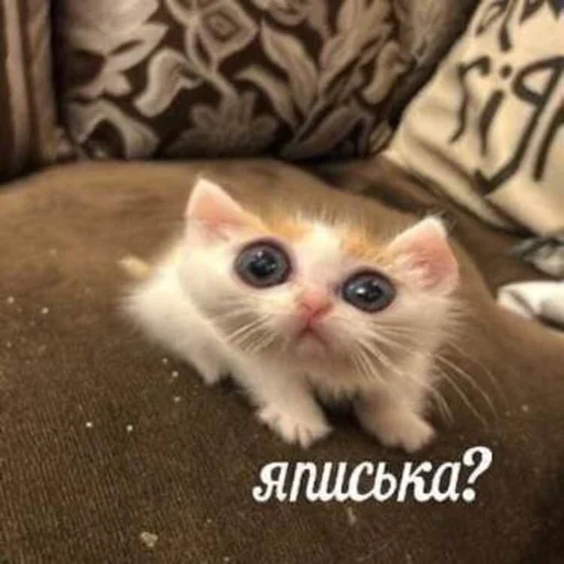 Sticker brokenpets - 1