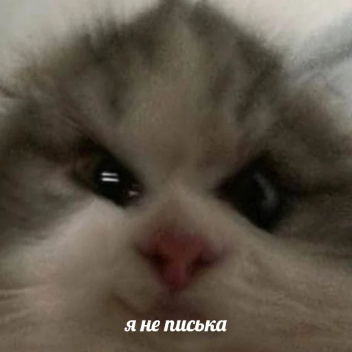 Sticker brokenpets - 1