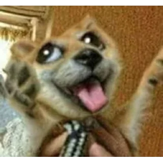 Sticker @peepiski кривые животные - 2