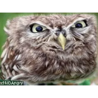 Sticker @peepiski кривые животные - 10