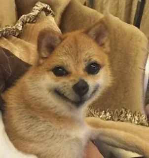 Sticker @peepiski кривые животные - 1