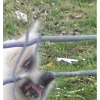 Sticker @peepiski кривые животные - 5