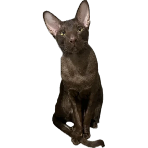 Sticker brokukushov - 1