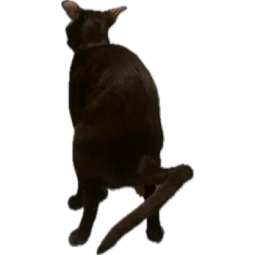 Sticker brokukushov - 1