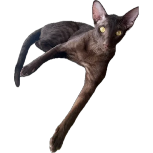 Sticker brokukushov - 1