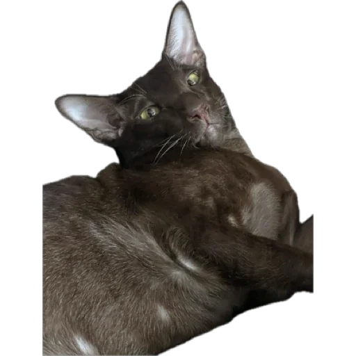 Sticker brokukushov - 1