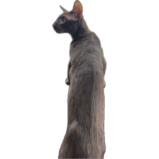 Sticker brokukushov - 1