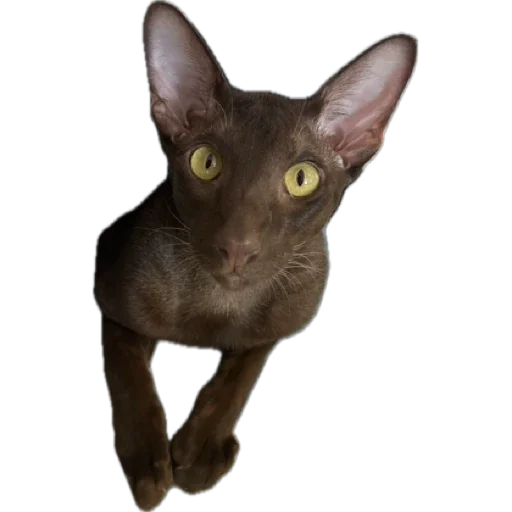 Sticker brokukushov - 1