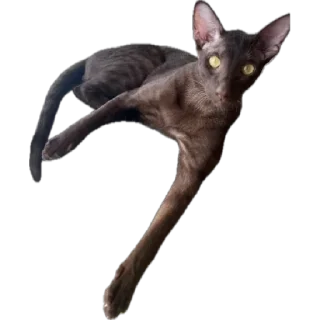 Стикер bro cat - 9