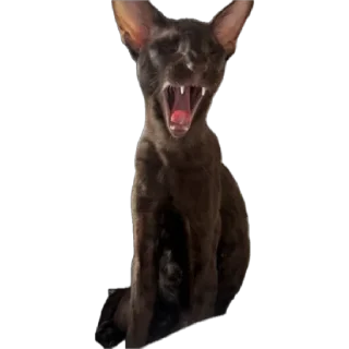 Стикер bro cat - 6