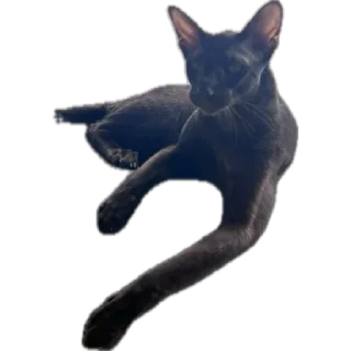 Стикер bro cat - 5