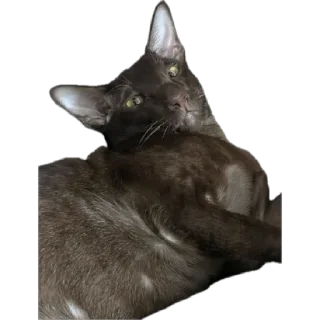 Стикер bro cat - 7