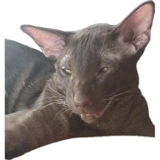 Стикер bro cat - 4