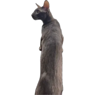 Стикер bro cat - 1