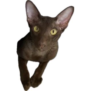 Стикер bro cat - 0