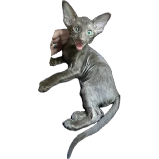 Стикер bro cat - 3