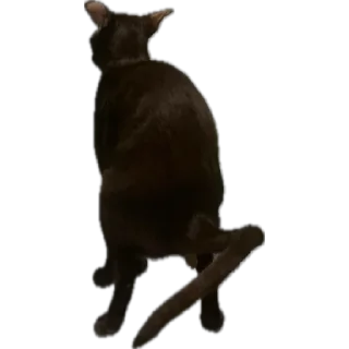 Стикер bro cat - 10