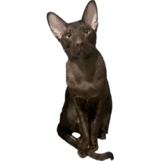 Стикер bro cat - 11