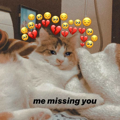 indoor small to medium-sized cats domestic cat