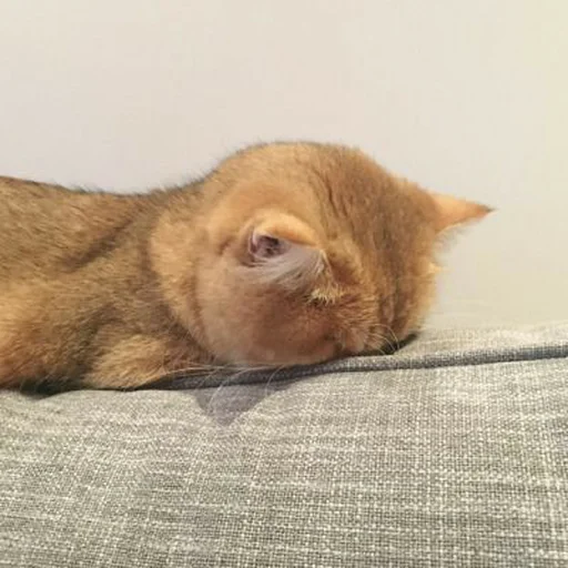 animal mammal domestic cat