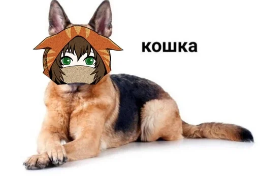 домашнее животное млекопитающее животное