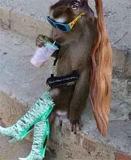 animal mammal ground